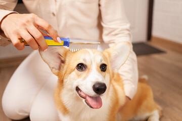 woman combs dog, pleasant massage, molting, combing coat of corgi, taking care of pets, love. Grooming