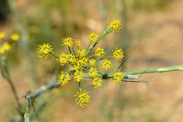 Common fennel