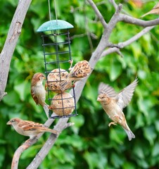 Naklejka premium bird on feeder