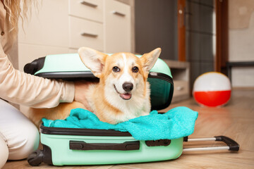 woman Puts corgi dog, puppy, into suitcase. Preparation for trip, arrival at hotel, adventure, tour, tourism. Love and care for pets, transportation of animals. portrait
