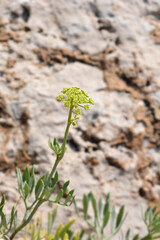 Sea fennel