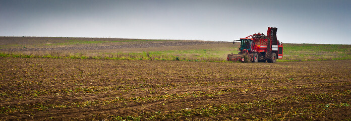 Obraz premium Agricultural vehicle harvesting sugar beet