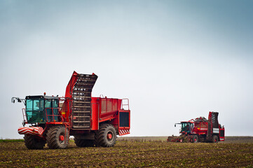 Obraz premium Agricultural vehicle harvesting sugar beet