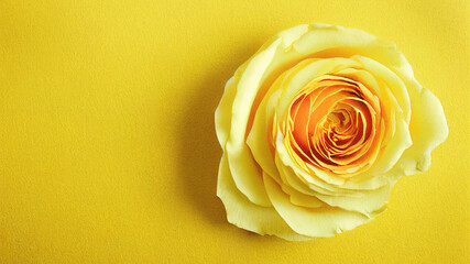Yellow rose on a yellow background. Illustration.