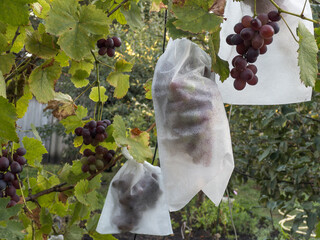 Bunches of organic grapes wrapped in a protective bags against wasps and birds