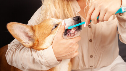 woman brushes dog's teeth with toothbrush, taking care of oral cavity, caring for pets, love. caries