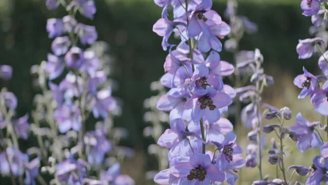 Close up of purple Larkspur flowers