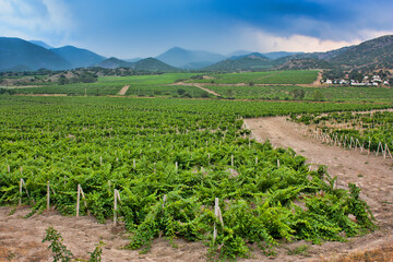 Fototapeta na wymiar vineyards in the valley