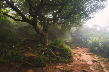 A fantasy tree landscape along the Craggy Gardens Trail in a vivid color tone.
