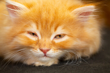 portrait of an angry red cat