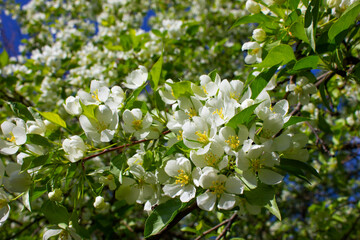 Blossoming apple tree