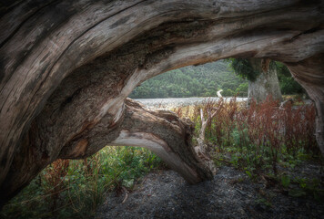 Landscape framed by driftwood.