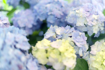 Fresh hortensia light white and blue flowers blur background.