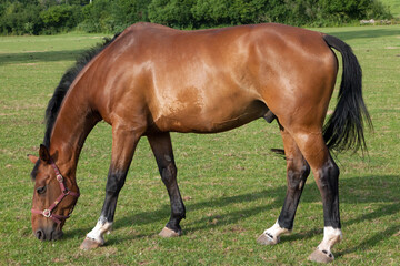 Obraz premium horse