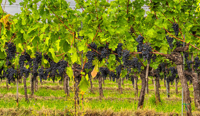 Fototapeta na wymiar blue grapes in green vineyard