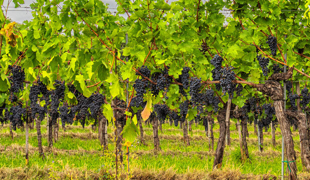 blue grapes in green vineyard