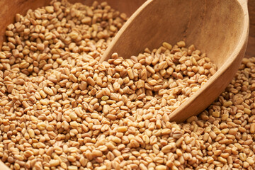 close up fenugreek seed in wood plate on the background. fenugreek seeds background                                                                     