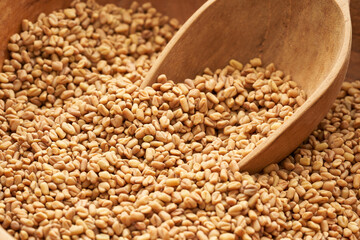 Obraz premium close up fenugreek seed in wood plate on the background. fenugreek seeds background 