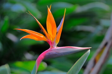strelitzia, bird of paradise