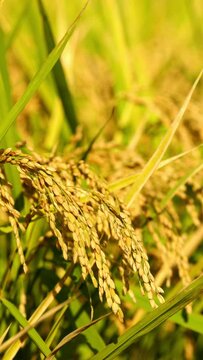Ears of rice blowing in wind in autumn or fall, Agriculture or food background, Food industry	