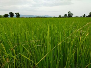 Lush green rice trees in rural Thailand with the morning sky.