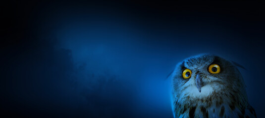 Funny Portrait of a Beautiful Owl on dark night background