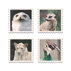 Briefmarken-Set mit Zootieren, Erdmännchen, Schnee-Eule, weißer Löwe, Pfauenhenne