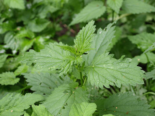 Thickets of dioecious nettle with green leaves
