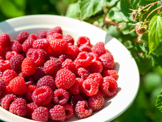 Raspberry berries. Close-up of raspberries in the background of unripe berries. Selective focus. Shallow depth of field. Blurred background with bokeh effect
