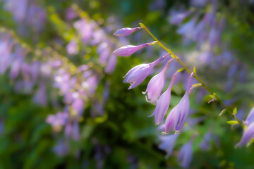 Floral background. Blurred defocused natural background. Hosta flowers. Purple flowers