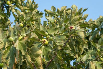 a ripe burst fig on the branch of fig tree. Selective Focus Figs.