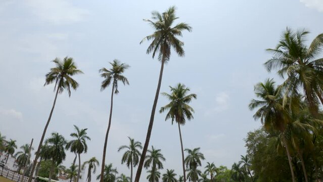 4K Wide angle shot of Palm trees against the blue sky at Goa in India. Coconut trees in front of the sky. Natural tropical background. Summer vacation background for tropical beaches. Natural view.
