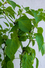 green bell pepper plant. Selective Focus Peppers