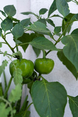 green bell pepper plant. Selective Focus Peppers