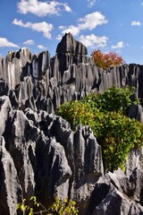 世界遺産　雲南省 石林風景区