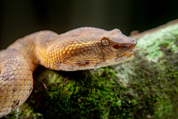 Close up of a female flat nosed pit viper Craspedocephalus or Trimeresurus puniceus on a mossy wood
