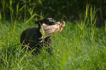 Beautiful Labrador retriever carrying a shot down bird to its owner