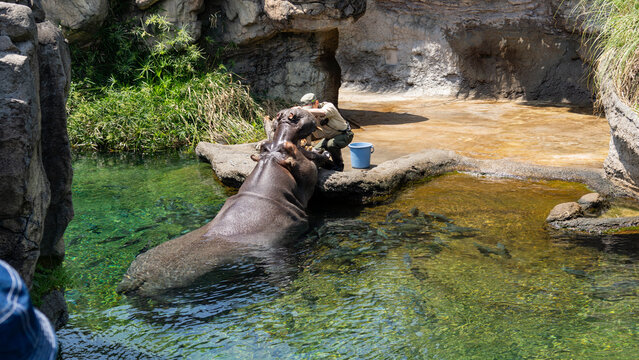 Hippo with zookeeper
