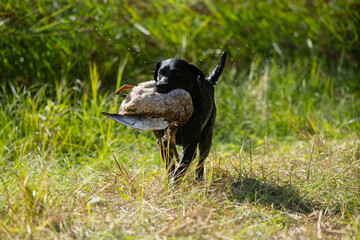 Beautiful Labrador retriever carrying a shot down bird to its owner