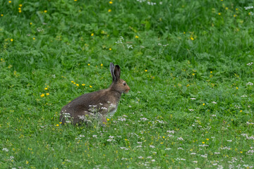 Naklejka na ściany i meble Hare in the grass