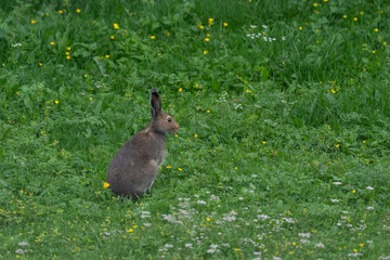 Hare in the grass