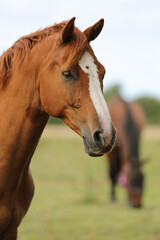 Beautiful brown horses in a paddock, Gotland Sweden.