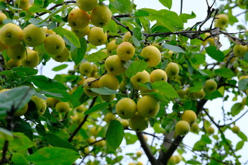 ripe apples on the tree