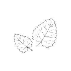 Hand drawn leaves. Lemon balm, melissa, aromatic herbs. Vector illustration.