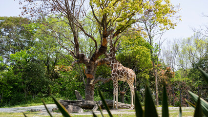 giraffe looking for something in the tree
