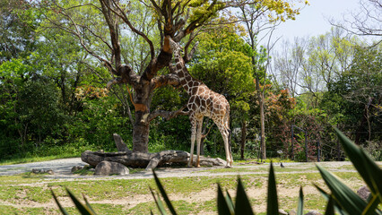 giraffe looking for something in the tree
