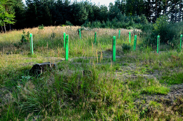 planting of a new orchard, windbreak, bio-corridor, alley of fruit trees. fixed to the pole and fenced with plastic protective mesh. in landscape there is a problem with overpopulated game. roe deer
