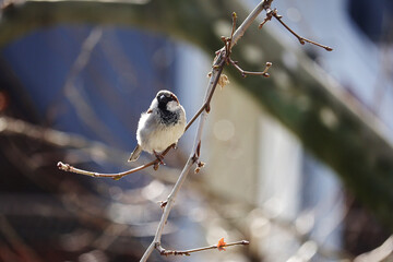 A sparrow on a branch in spring season	