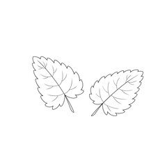 Hand drawn leaves. Lemon balm, melissa, aromatic herbs. Vector illustration.