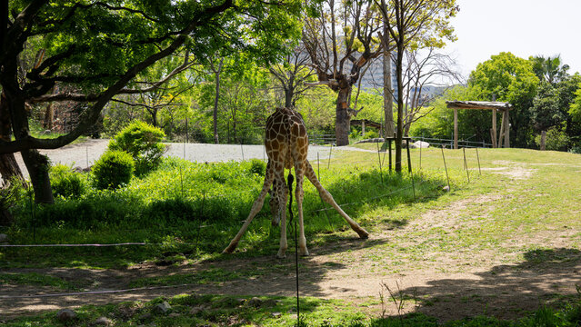 Sexy giraffe showing off her legs
